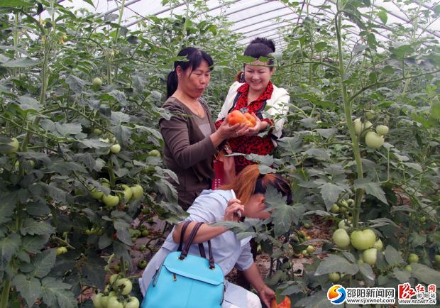 謝建云在向前來學(xué)習(xí)的婦女精英們展示西紅柿。