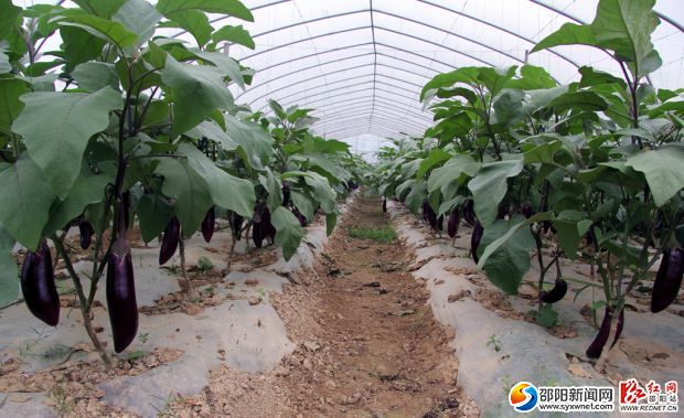 雪峰農(nóng)業(yè)蔬菜基地的茄子。