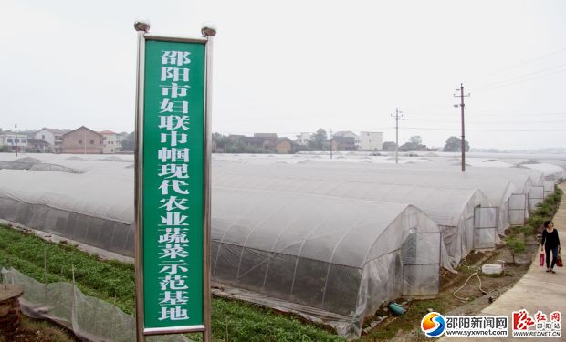 由婦女企業(yè)家謝建云創(chuàng)建的雪峰農(nóng)業(yè)蔬菜基地已成規(guī)模。