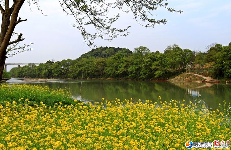 夫夷江邊金黃的油菜花（顏克明攝）
