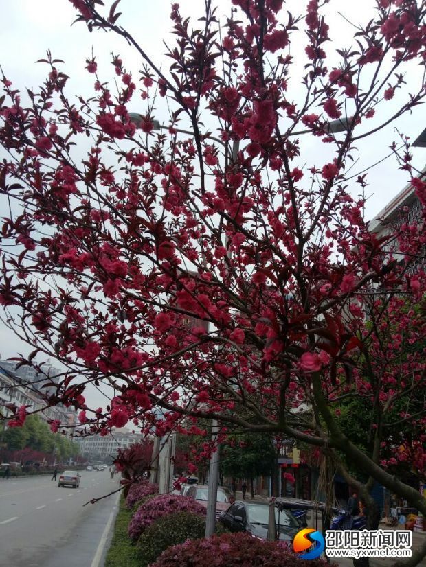 4桃花