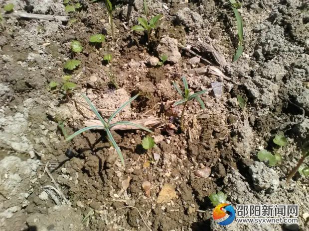 資源冷杉人工繁育幼苗圖片2