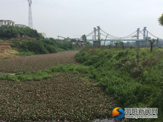 打撈前的河面浮萍