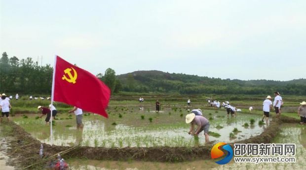 讓黨旗高高飄揚(yáng)在基層，邵陽(yáng)縣塘渡口鎮(zhèn)黨員干部助農(nóng)插秧，干勁十足。 (1)