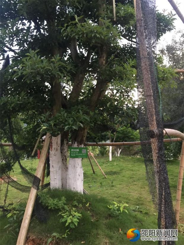 圖為南湖公園內(nèi)已掛好牌樹木