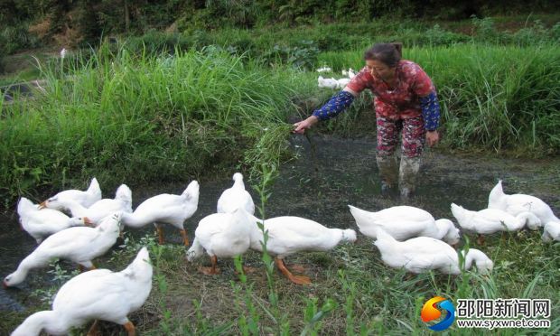 8月24日，新寧縣安山鄉(xiāng)大塘村五組精準扶貧對象衛(wèi)春暉，正在野外放養(yǎng)自己的60只良種白鵝。
