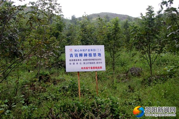 4、黃土礦鎮(zhèn)扶貧項(xiàng)目：中藥材種植基地（劉三祺 攝）
