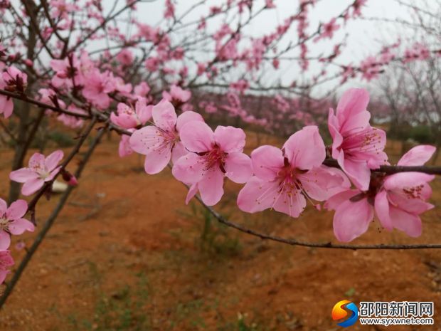 桃花
