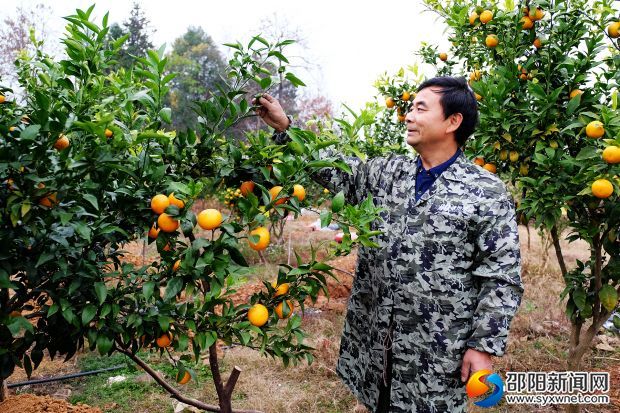 專家正在給果樹修剪枝條。
