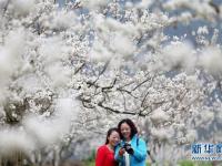 初春各地櫻花盛開(kāi) 引游客駐足觀賞