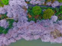 航拍長沙800畝櫻花園 湖光櫻色如詩如畫