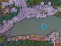 航拍長沙800畝櫻花園 湖光櫻色如詩如畫