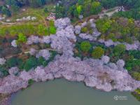 航拍長沙800畝櫻花園 湖光櫻色如詩如畫