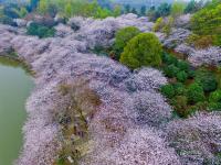 航拍長沙800畝櫻花園 湖光櫻色如詩如畫