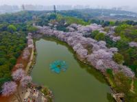 航拍長沙800畝櫻花園 湖光櫻色如詩如畫