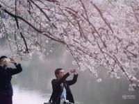 航拍長沙800畝櫻花園 湖光櫻色如詩如畫