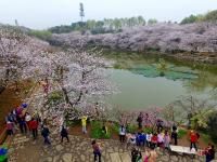 航拍長沙800畝櫻花園 湖光櫻色如詩如畫