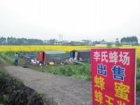 四川樂(lè)山3頭牛被3萬(wàn)只蜜蜂群攻蜇死