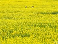 四川油菜花田中長出