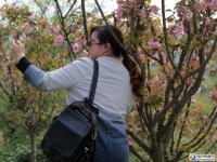 【醉美邵陽】北塔生態(tài)公園櫻花正旺！