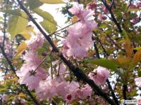 【醉美邵陽】北塔生態(tài)公園櫻花正旺！