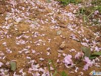 【醉美邵陽】北塔生態(tài)公園櫻花正旺！