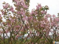 【醉美邵陽】北塔生態(tài)公園櫻花正旺！