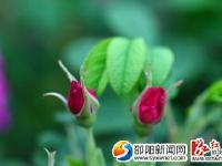 【攝影賞析】新邵大新鄉(xiāng)玫瑰花韻