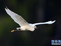  鳥(niǎo)舞
