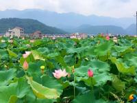 【醉美邵陽】新邵高橋村：紅花綠葉相映成趣