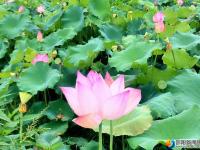 【醉美邵陽】新邵高橋村：紅花綠葉相映成趣