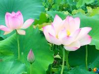 【醉美邵陽】新邵高橋村：紅花綠葉相映成趣
