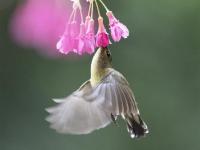  叉尾太陽(yáng)鳥(niǎo)懸停采蜜