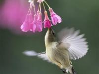  叉尾太陽(yáng)鳥(niǎo)懸停采蜜