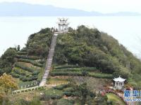  福建福鼎：春茶飄香