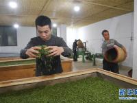  福建武夷山：金駿眉開采 制茶忙
