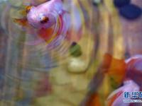  故宮“觀魚(yú)”