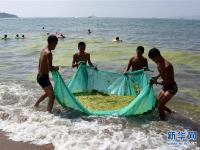  打撈精細化 滸苔到岸少