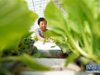  河北灤州：設(shè)施農(nóng)業(yè)促增收