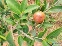 邵陽縣油茶產業(yè)結出“致富果”