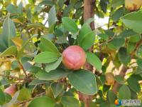 邵陽縣油茶產業(yè)結出“致富果”