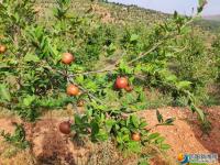 邵陽縣油茶產業(yè)結出“致富果”