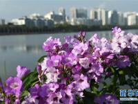  廣西南寧：花開在冬季
