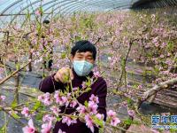 河北邯郸：大棚桃花盛开