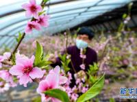 河北邯郸：大棚桃花盛开