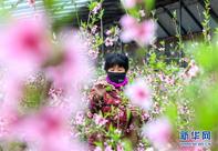 河北邯鄲：大棚桃花盛開(kāi)