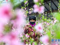河北邯郸：大棚桃花盛开