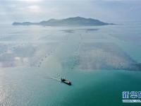 福建東山：光影海上牧場
