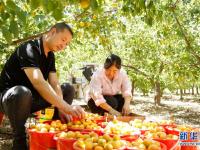 紅杏豐收富農(nóng)家
