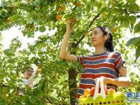 紅杏豐收富農(nóng)家
